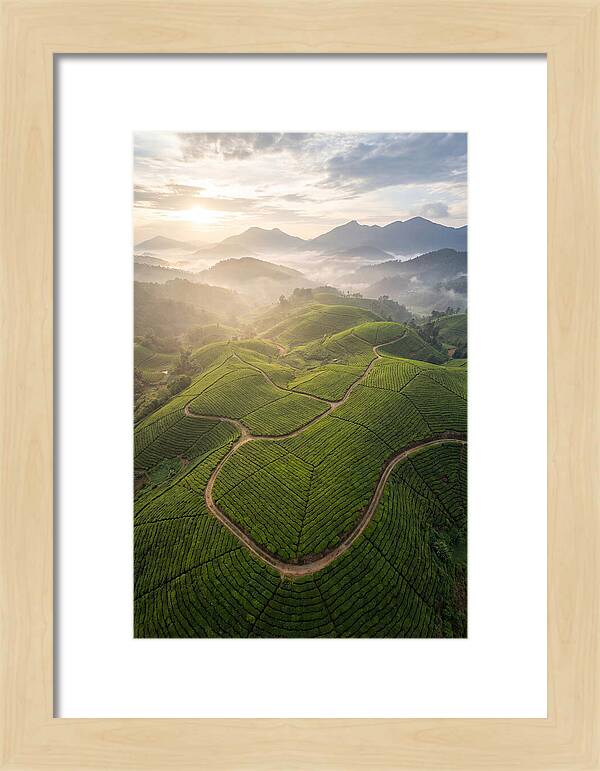 Aerial View Of Tea Plantation