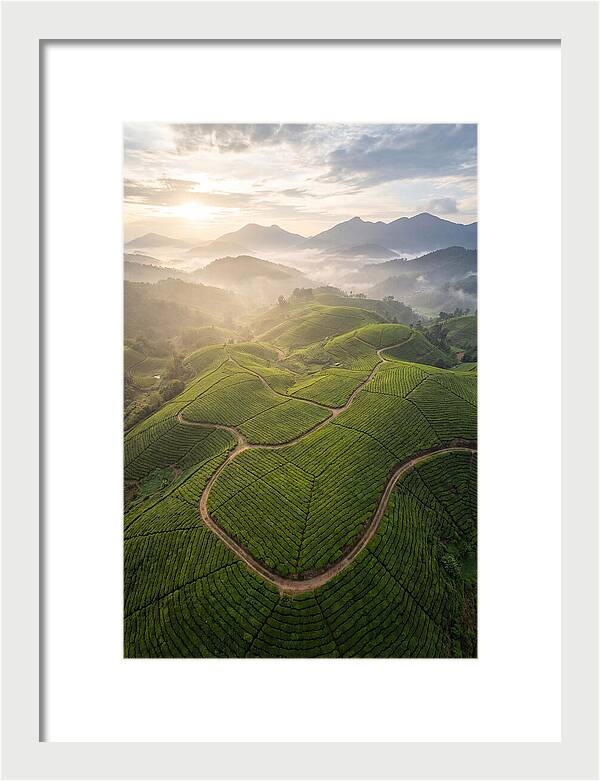 Aerial View Of Tea Plantation