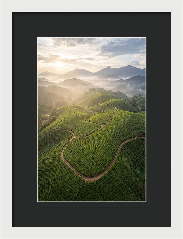 Aerial View Of Tea Plantation