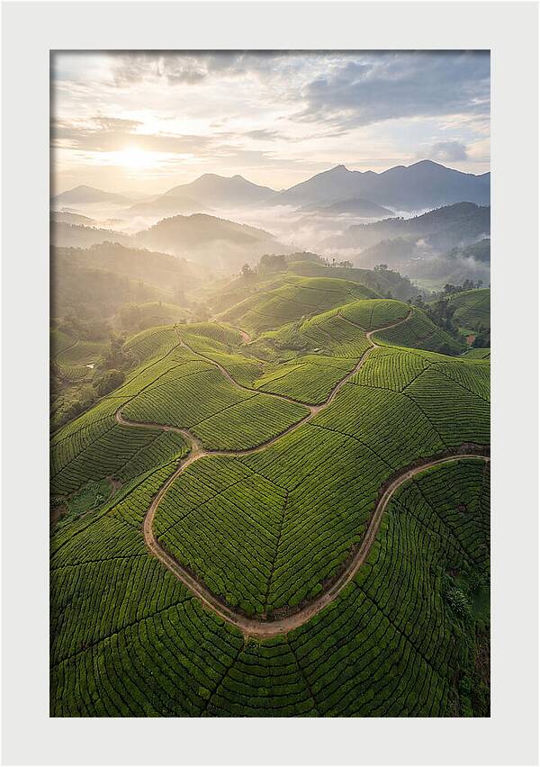 Aerial View Of Tea Plantation
