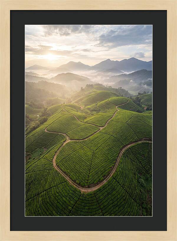 Aerial View Of Tea Plantation