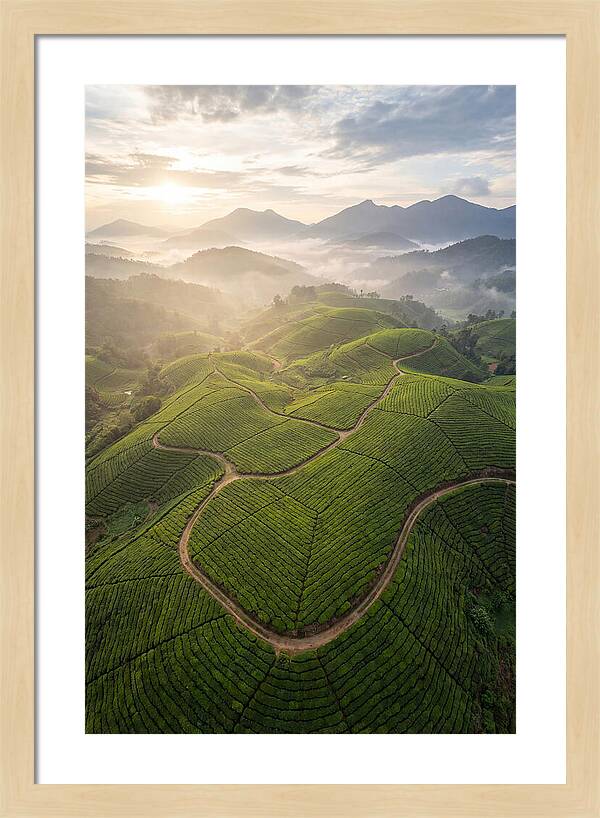Aerial View Of Tea Plantation