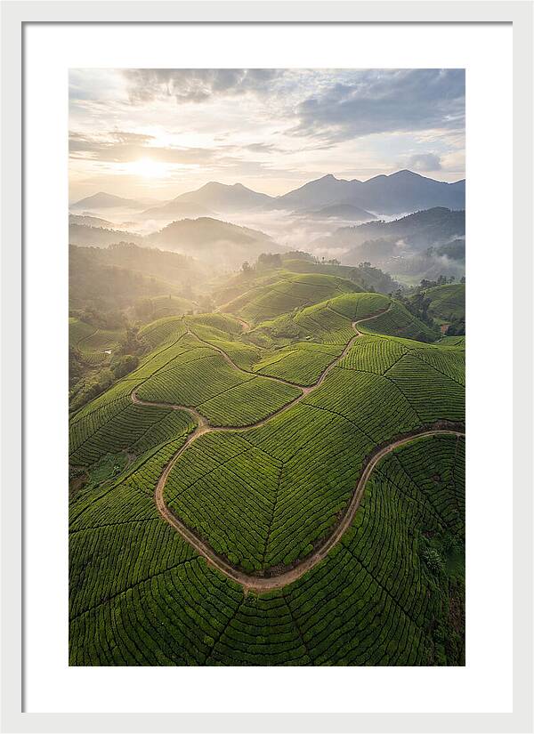 Aerial View Of Tea Plantation