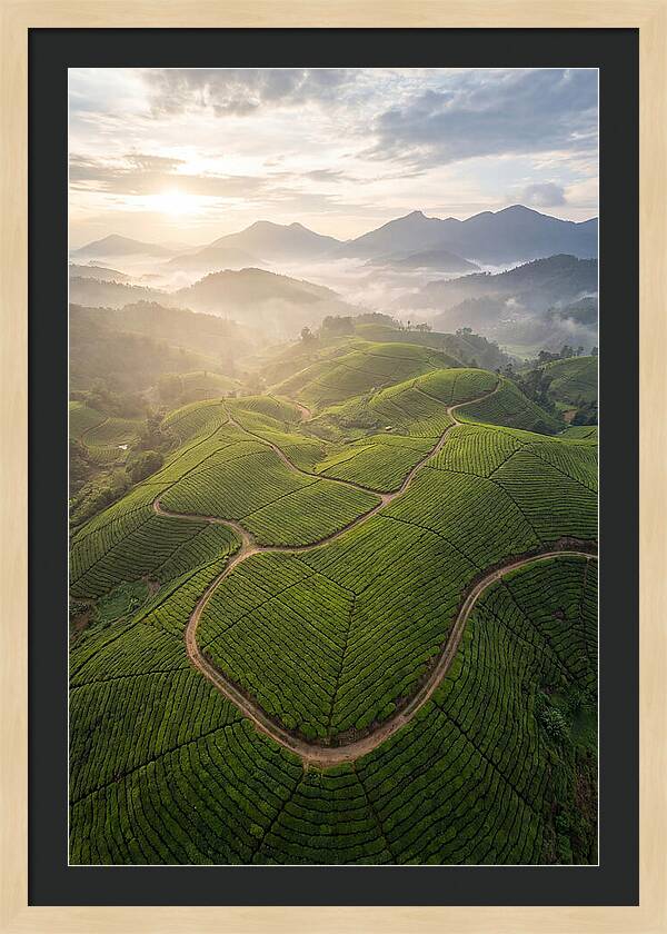Aerial View Of Tea Plantation