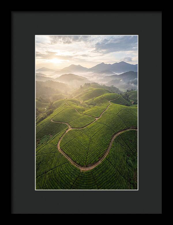 Aerial View Of Tea Plantation