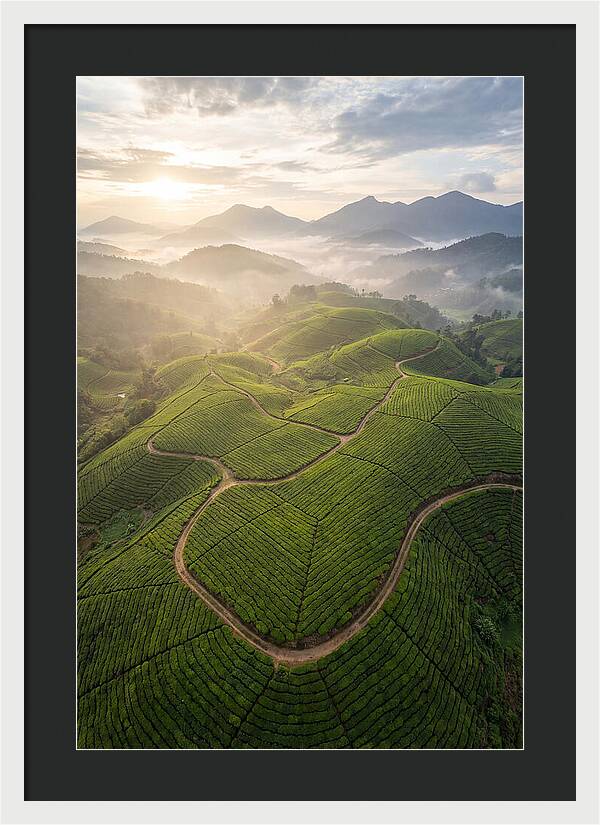 Aerial View Of Tea Plantation