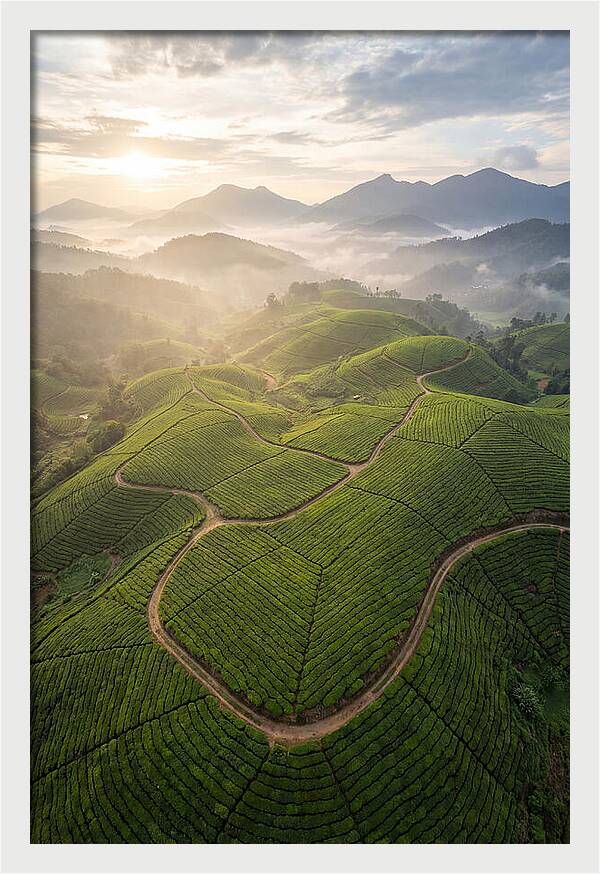 Aerial View Of Tea Plantation