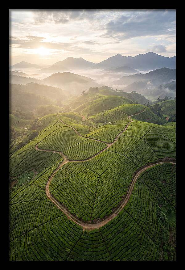 Aerial View Of Tea Plantation