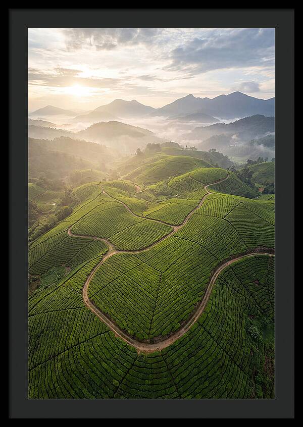 Aerial View Of Tea Plantation