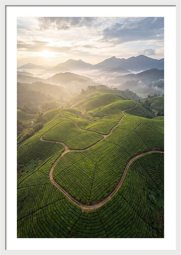 Aerial View Of Tea Plantation