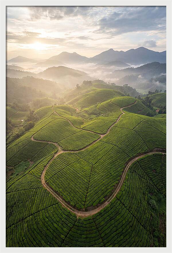 Aerial View Of Tea Plantation