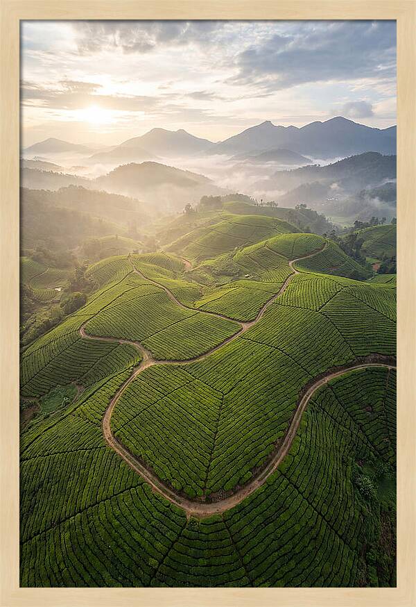 Aerial View Of Tea Plantation
