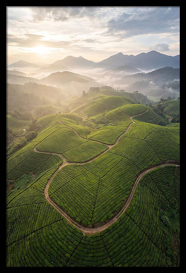 Aerial View Of Tea Plantation