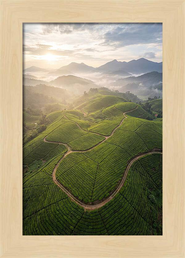 Aerial View Of Tea Plantation