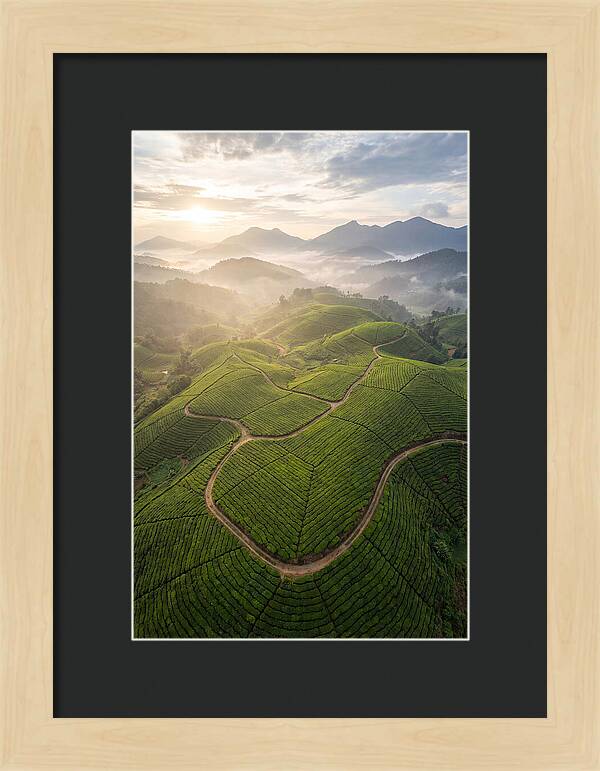 Aerial View Of Tea Plantation