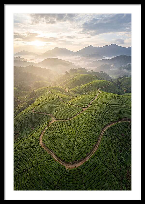 Aerial View Of Tea Plantation