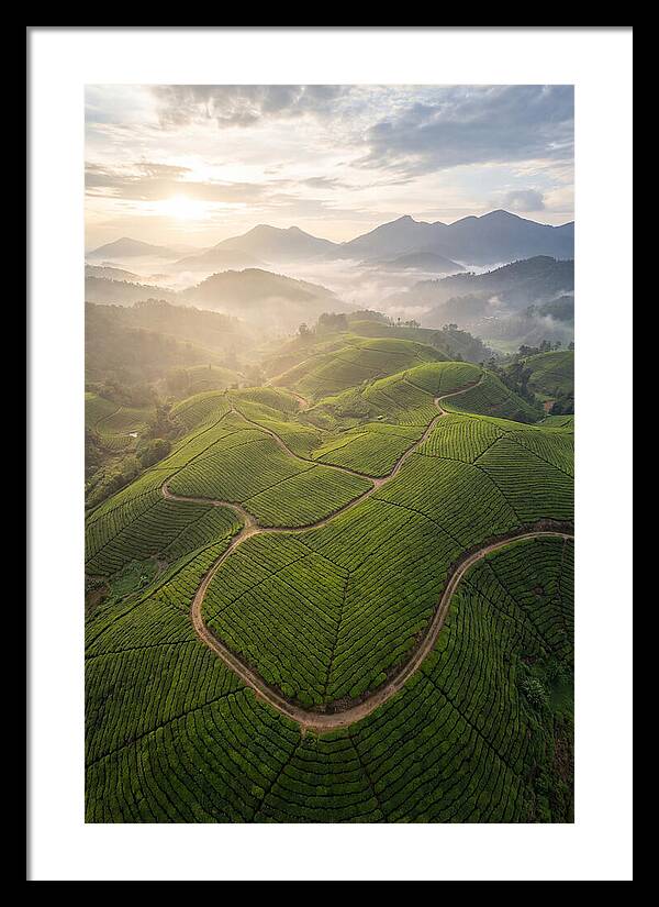 Aerial View Of Tea Plantation