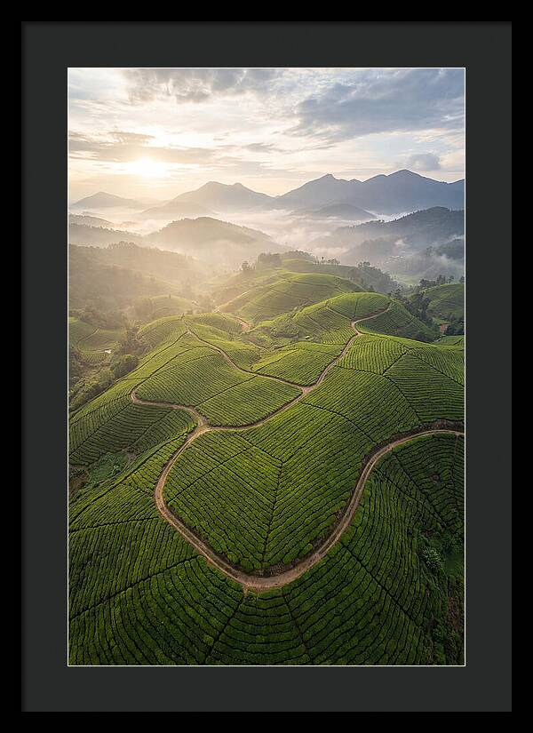 Aerial View Of Tea Plantation