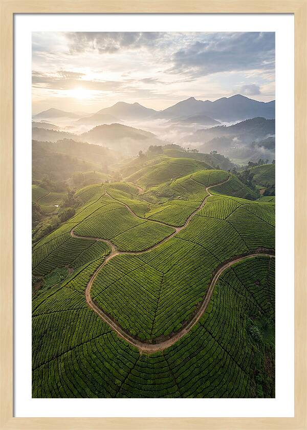 Aerial View Of Tea Plantation