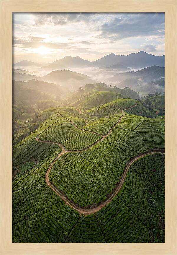 Aerial View Of Tea Plantation