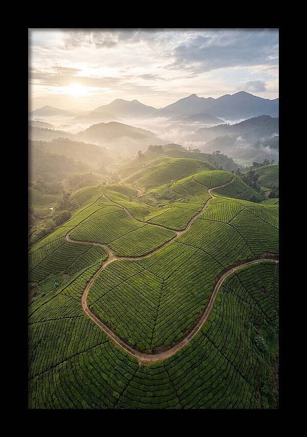 Aerial View Of Tea Plantation