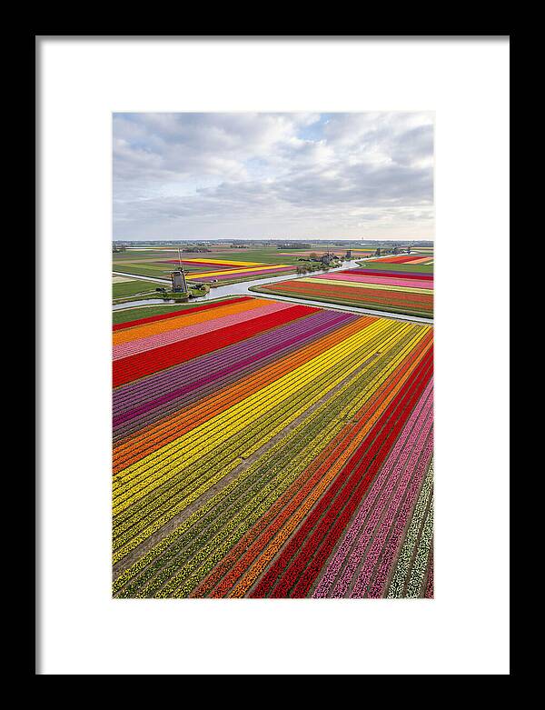 Aerial View Of Tulip Fields