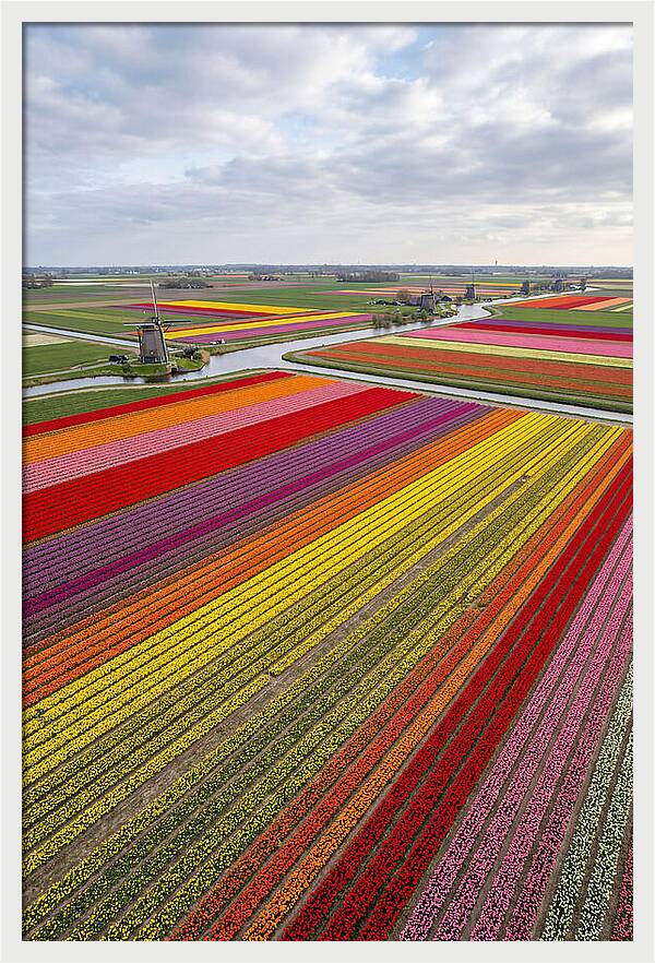 Aerial View Of Tulip Fields