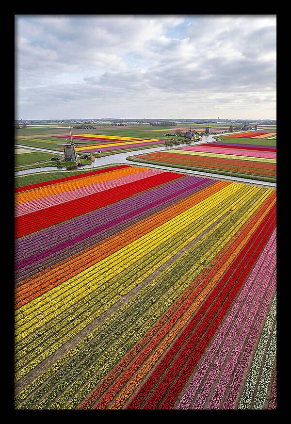 Aerial View Of Tulip Fields