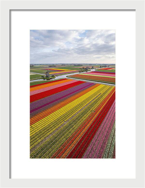 Aerial View Of Tulip Fields