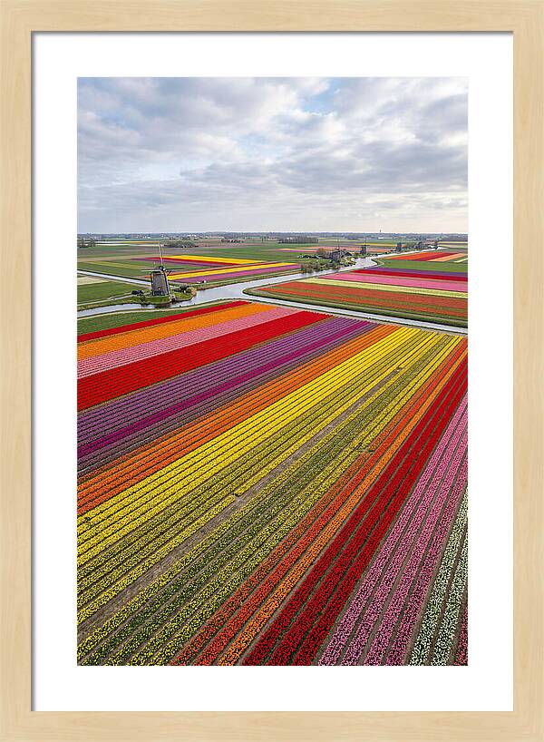 Aerial View Of Tulip Fields