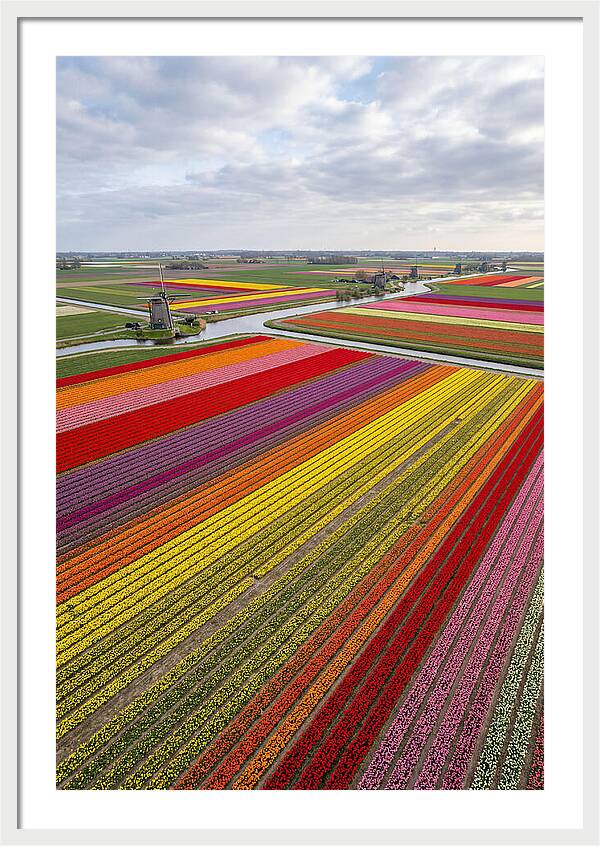 Aerial View Of Tulip Fields