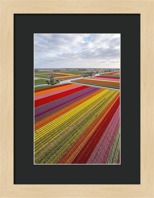 Aerial View Of Tulip Fields