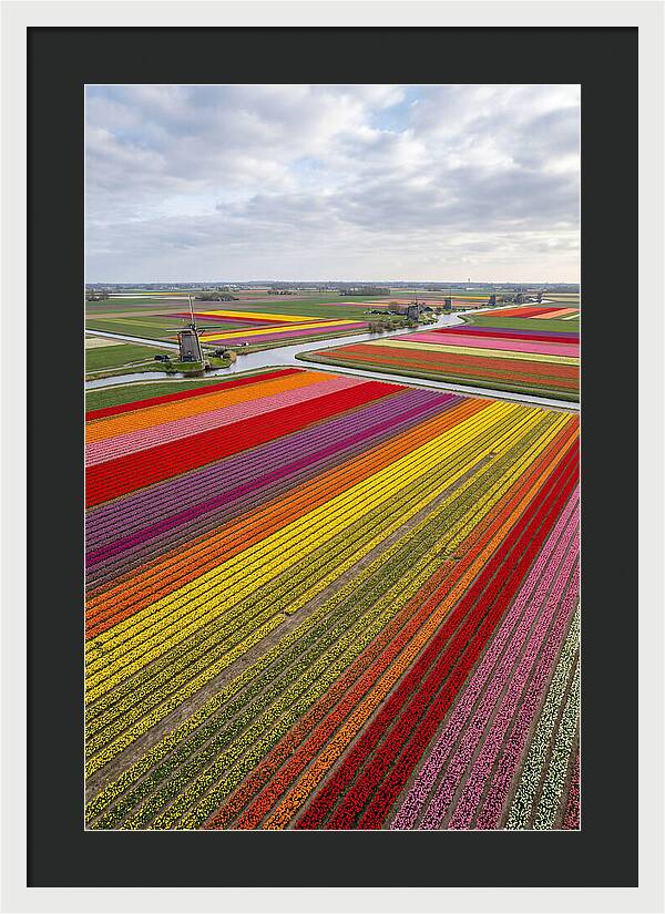 Aerial View Of Tulip Fields