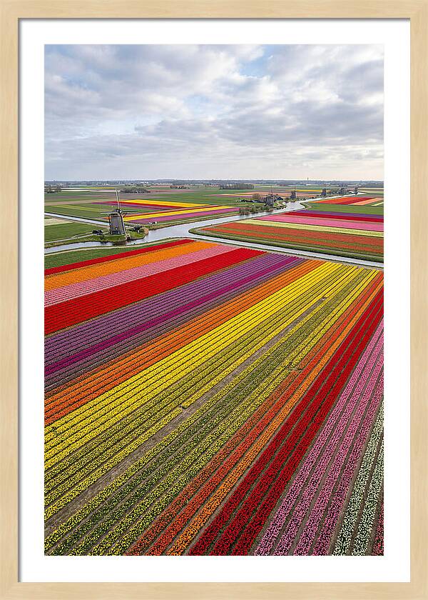 Aerial View Of Tulip Fields