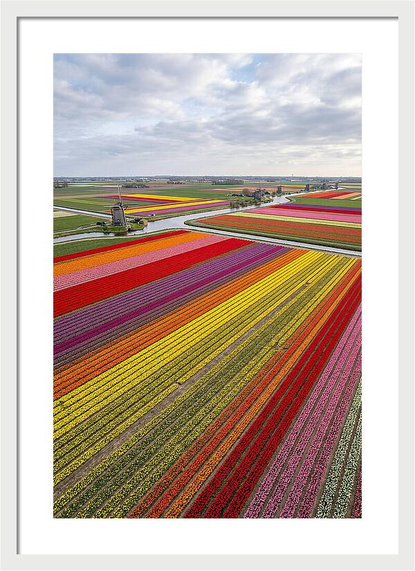 Aerial View Of Tulip Fields