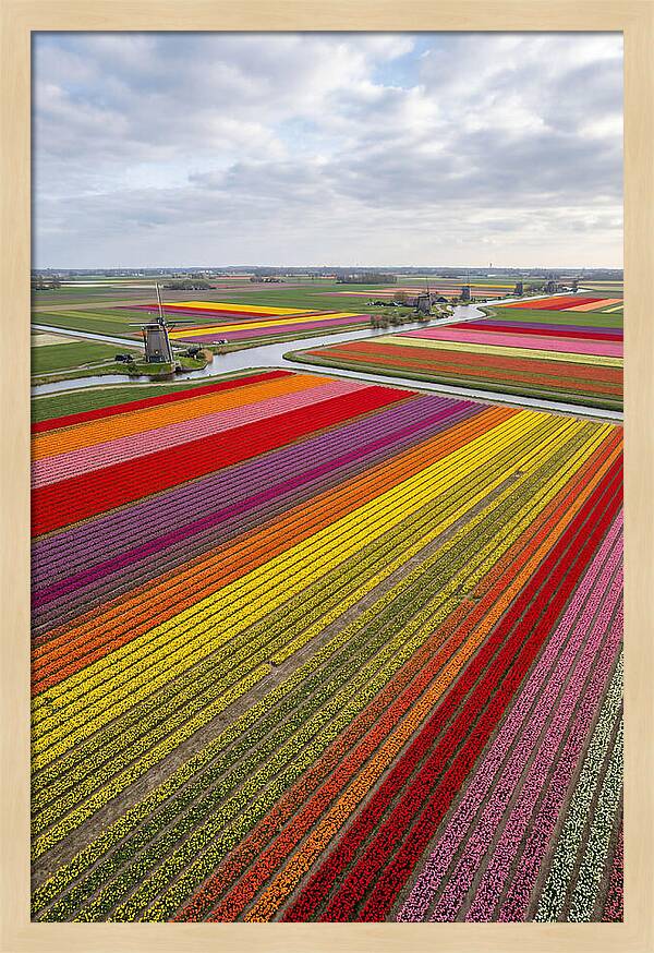 Aerial View Of Tulip Fields