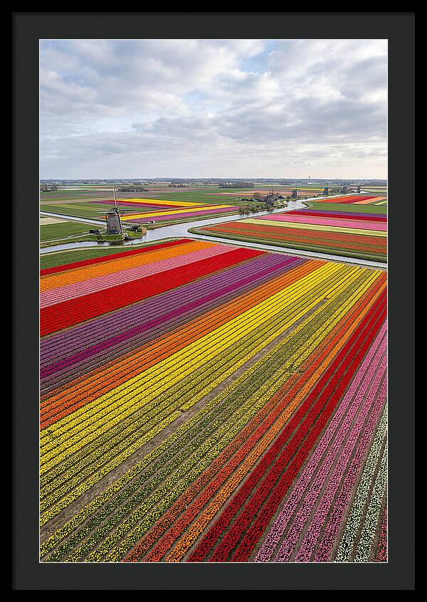 Aerial View Of Tulip Fields