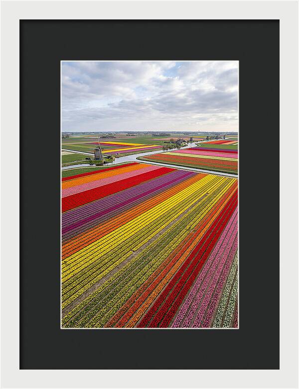 Aerial View Of Tulip Fields