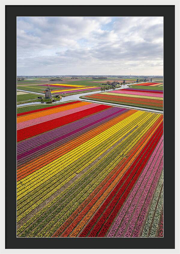 Aerial View Of Tulip Fields