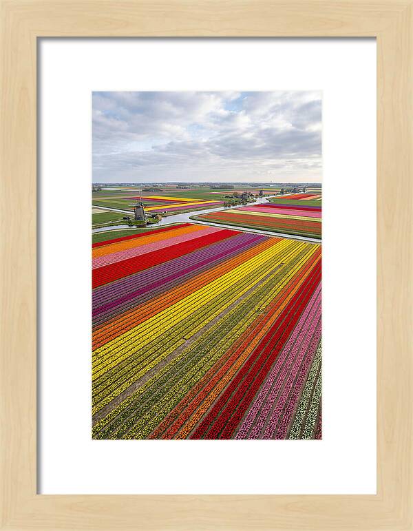 Aerial View Of Tulip Fields