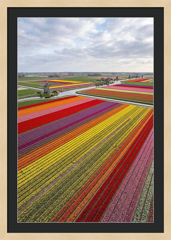 Aerial View Of Tulip Fields