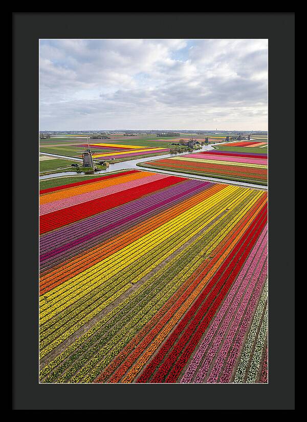 Aerial View Of Tulip Fields