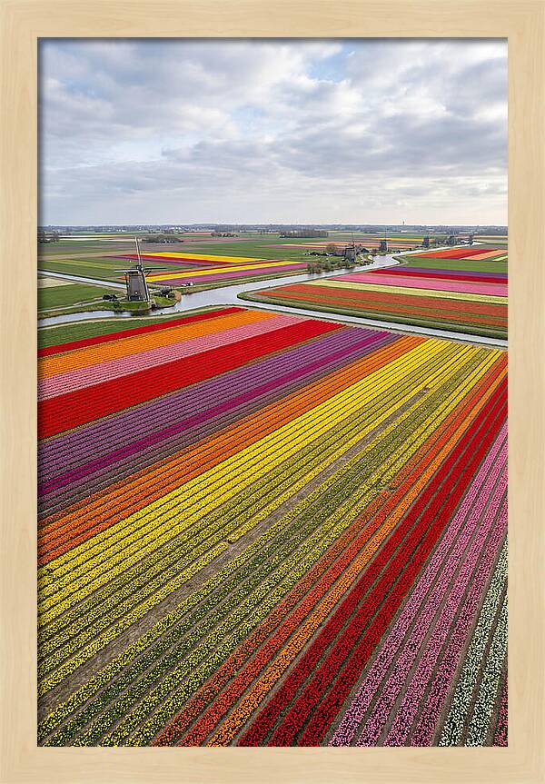 Aerial View Of Tulip Fields