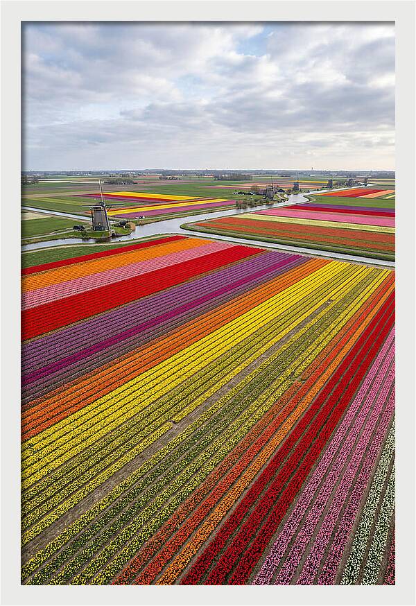 Aerial View Of Tulip Fields