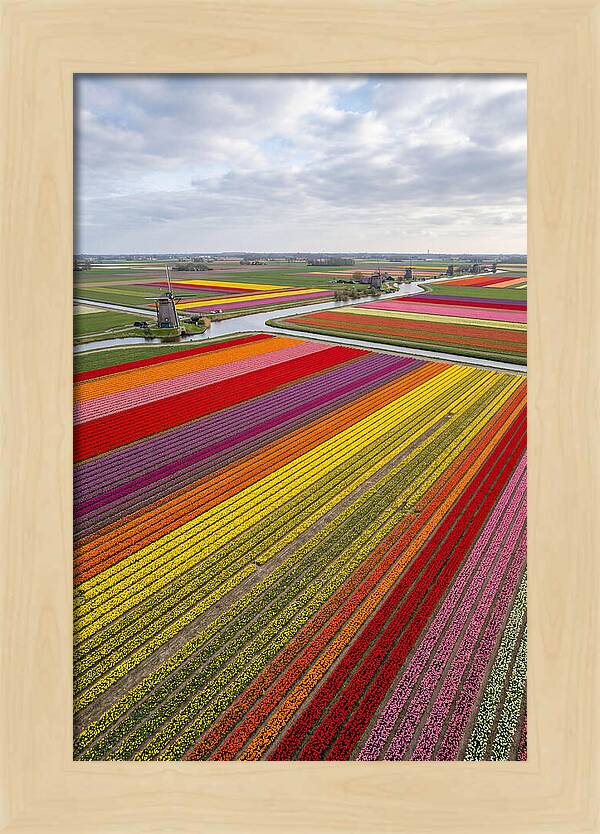 Aerial View Of Tulip Fields
