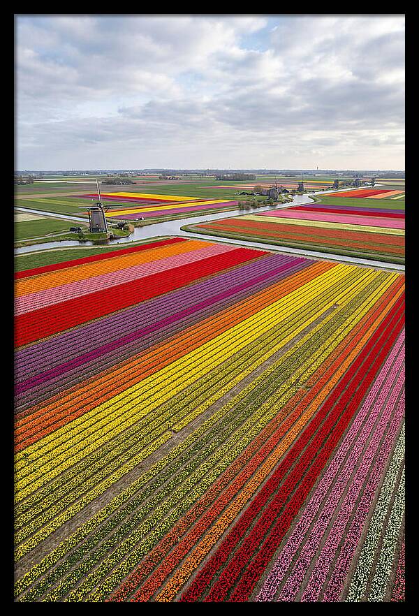 Aerial View Of Tulip Fields