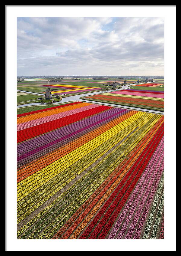 Aerial View Of Tulip Fields