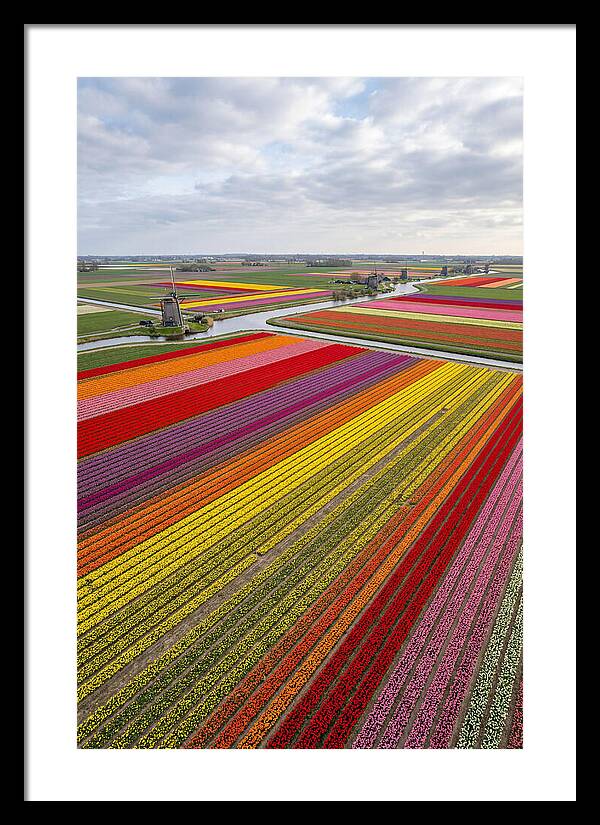 Aerial View Of Tulip Fields