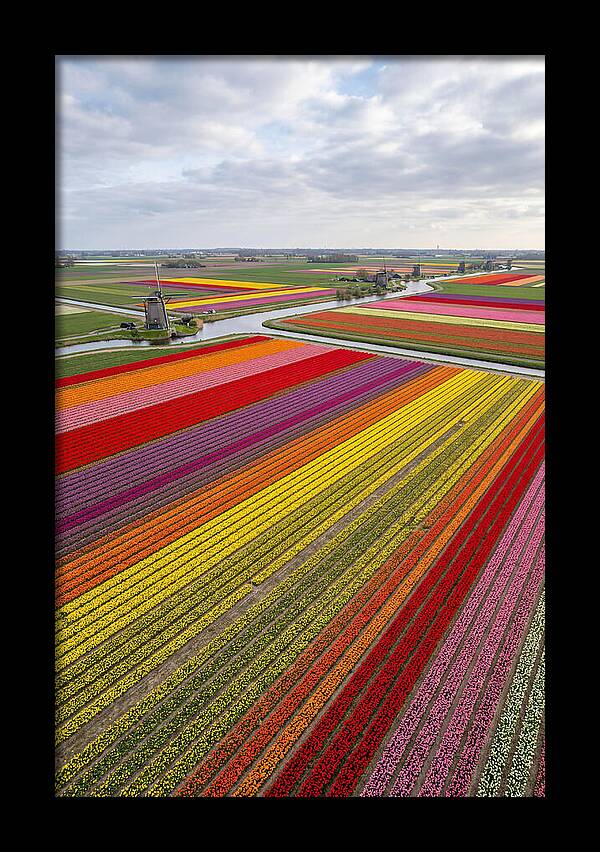 Aerial View Of Tulip Fields