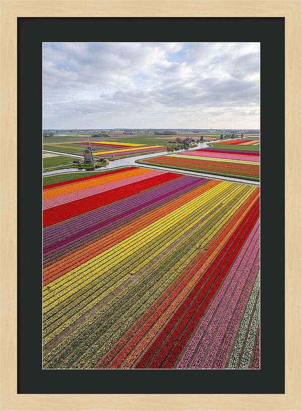 Aerial View Of Tulip Fields
